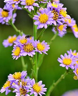 Aster oblong. 'October Skies' Pot 9 cm