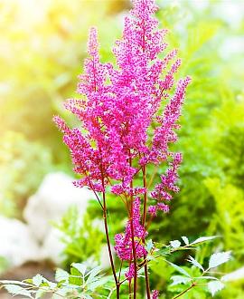 Astilbe c. 'Vision in Pink' Pot 9 cm