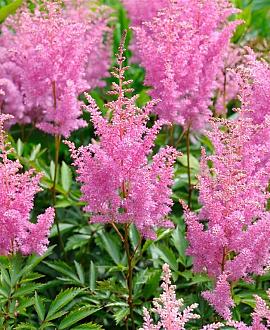 Astilbe (A) 'Gloria Purpurea' Pot 9 cm