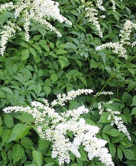 Astilbe (T) 'Prof. van der Wielen' Pot 9 cm