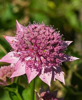 Astrantia maj. 'Lars' Pot 9 cm