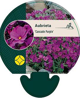 Aubrieta 'Cascade Purple' Pot 9 cm
