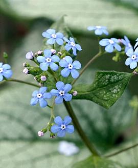 Brunnera macr. 'Emerald Mist' Pot 9 cm