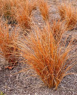 Carex comans 'Bronze Form' Pot 9 cm
