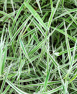 Carex 'Silver Sceptre' Pot 9 cm
