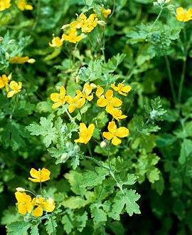 Chelidonium majus Pot 9 cm