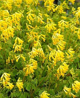 Corydalis lutea Pot 9 cm