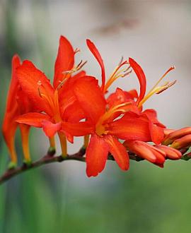 Crocosmia masoniorum Pot 9 cm