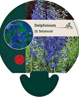 Delphinium (B) 'Bellamosum' Pot 9 cm