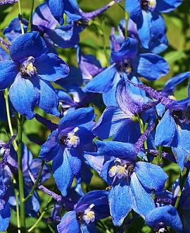 Delphinium (B) 'Bellamosum' Pot 9 cm