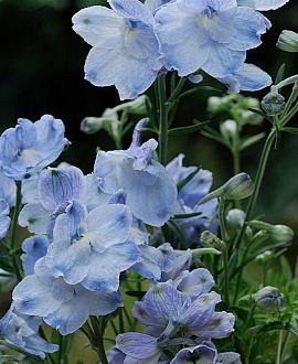 Delphinium (B) 'Cliveden Beauty' Pot 9 cm