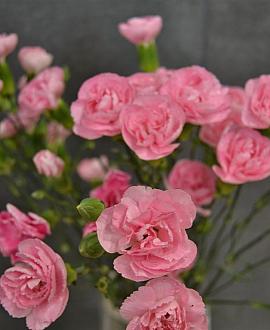 Dianthus (PL) 'Doris' Pot 9 cm