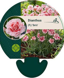 Dianthus (PL) 'Doris' Pot 9 cm