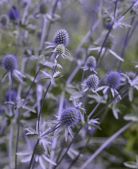 Eryngium pl. 'Blaukappe' Pot 9 cm
