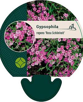 Gypsophila repens 'Rosa Schönheit' Pot 9 cm