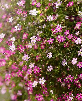 Gypsophila repens 'Rosa Schönheit' Pot 9 cm