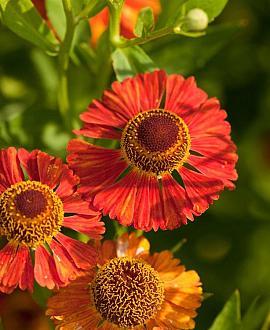 Helenium 'Baudirektor Linne' Pot 9 cm