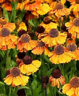 Helenium 'Wyndley' Pot 9 cm
