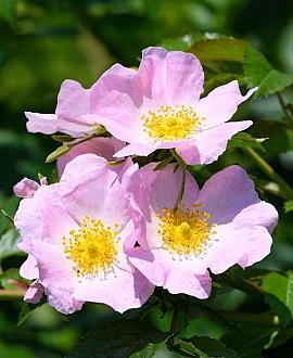 Helianthemum 'Rhodanthe Carneum' Pot 9 cm