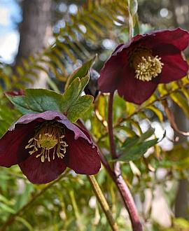 Helleborus o. 'Blue Lady' Pot 9 cm