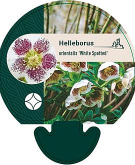 Helleborus o. 'White Spotted' Pot 9 cm