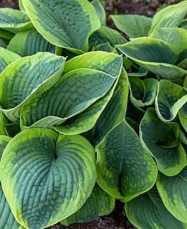 Hosta sieb. 'Frances Williams' Pot 9 cm