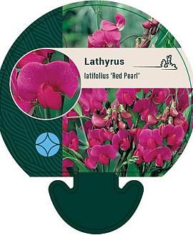 Lathyrus latifolius 'Red Pearl' Pot 9 cm