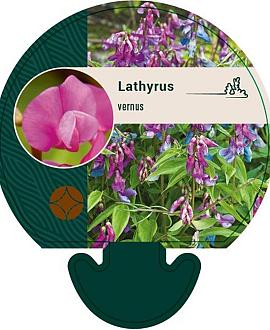 Lathyrus vernus Pot 9 cm