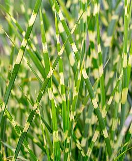 Miscanthus sin. 'Zebrinus' Pot 3 Liter 