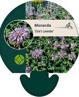 Monarda 'Elsie's Lavender' Pot 9 cm