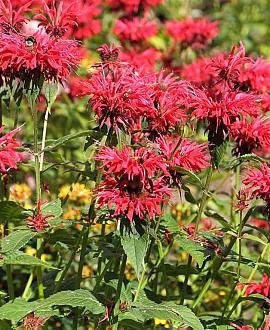 Monarda 'Kardinal' Pot 9 cm