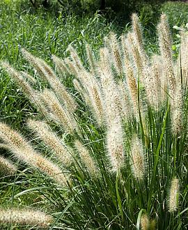 Pennisetum al. 'Little Bunny' Pot 2 Liter