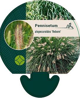 Pennisetum al. 'Reborn' Pot 9 cm