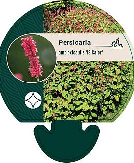 Persicaria a. 'JS Calor' Pot 9 cm