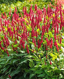 Persicaria a. 'JS Calor' Pot 9 cm