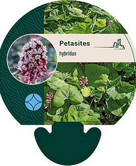 Petasites hybridus Pot 9 cm