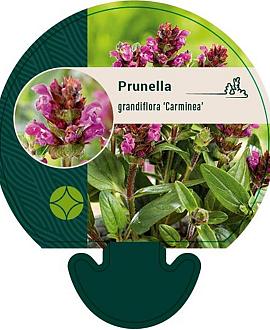 Prunella grand. 'Carminea' Pot 9 cm