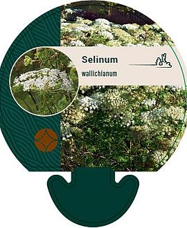 Selinum wallichianum Pot 9 cm