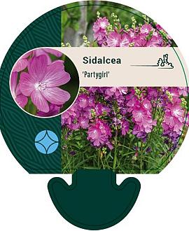 Sidalcea 'Partygirl' Pot 9 cm