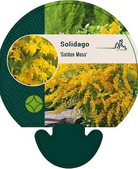 Solidago 'Golden Mosa' Pot 9 cm