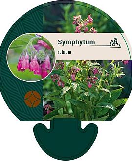 Symphytum rubrum Pot 9 cm
