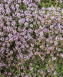 Thymus citriodorus Pot 9 cm