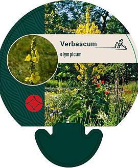 Verbascum olympicum Pot 9 cm