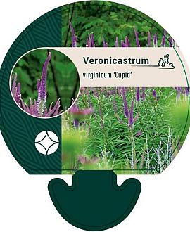 Veronicastrum virg. 'Cupid' Pot 9 cm