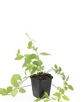 Vinca major 'Alba' Pot 9 cm