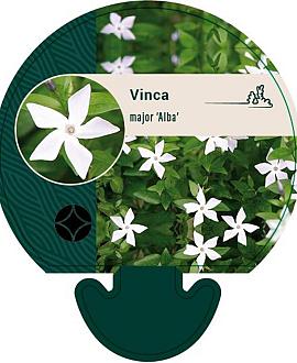 Vinca major 'Alba' Pot 9 cm