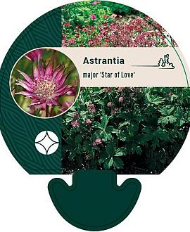 Astrantia maj. 'Star of Love' Pot 9 cm