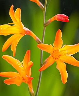 Crocosmia 'Columbus' Pot 9 cm