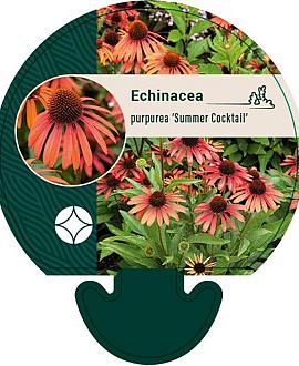 Echinacea purp. 'Summer Cocktail' Pot 9 cm