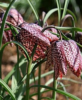 Fritillaria meleagris Pot 9 cm